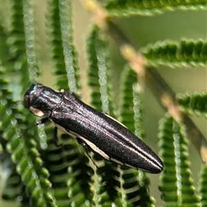 Agrilus hypoleucus at Jerrabomberra, NSW - 14 Dec 2024