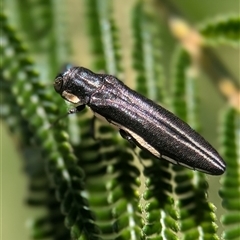 Agrilus hypoleucus at Jerrabomberra, NSW - 14 Dec 2024