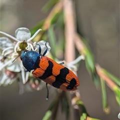 Castiarina crenata (Jewel beetle) at Karabar, NSW - 14 Dec 2024 by Miranda