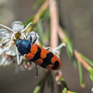 Castiarina crenata (Jewel beetle) at Karabar, NSW by Miranda