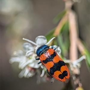 Castiarina crenata at Karabar, NSW - 14 Dec 2024 11:21 AM