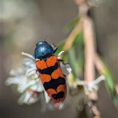 Castiarina crenata at Karabar, NSW - 14 Dec 2024 11:21 AM