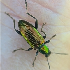 Lepturidea viridis (Green comb-clawed beetle) at Jerrabomberra, NSW - 14 Dec 2024 by Miranda