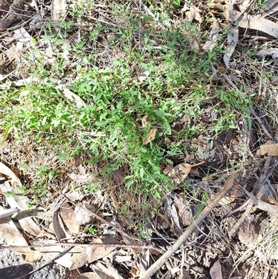 Einadia nutans (Climbing Saltbush) at Fadden, ACT - 15 Dec 2024 by LPadg