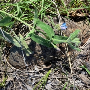 Oxypetalum coeruleum at Cook, ACT - 15 Dec 2024 10:03 AM