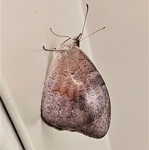 Heteronympha merope at Kambah, ACT - 15 Dec 2024 10:35 AM