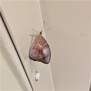 Heteronympha merope at Kambah, ACT - 15 Dec 2024 10:35 AM