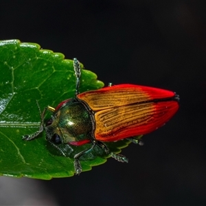 Temognatha affinis (Jewel beetle) at Murrumbateman, NSW by amiessmacro