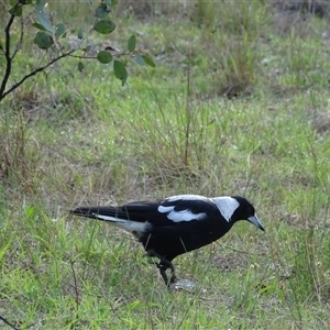 Gymnorhina tibicen at O'Malley, ACT - 14 Dec 2024