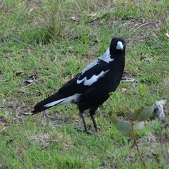 Gymnorhina tibicen at O'Malley, ACT - 14 Dec 2024