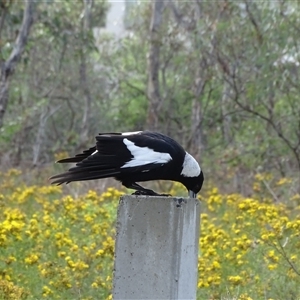 Gymnorhina tibicen at O'Malley, ACT - 14 Dec 2024 07:32 AM