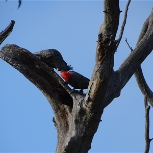 Callocephalon fimbriatum at O'Malley, ACT - 14 Dec 2024