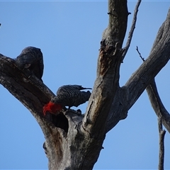 Callocephalon fimbriatum at O'Malley, ACT - 14 Dec 2024