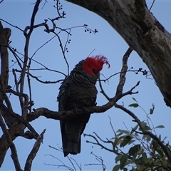 Callocephalon fimbriatum (Gang-gang Cockatoo) at O'Malley, ACT - 14 Dec 2024 by Mike