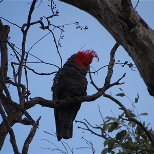 Callocephalon fimbriatum (Gang-gang Cockatoo) at O'Malley, ACT by Mike