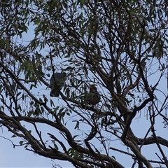 Callocephalon fimbriatum at O'Malley, ACT - 14 Dec 2024