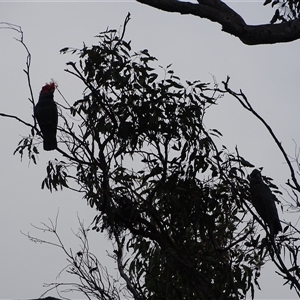 Callocephalon fimbriatum at O'Malley, ACT - 14 Dec 2024