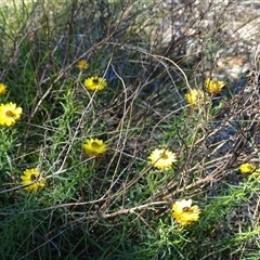 Xerochrysum viscosum (Sticky Everlasting) at Isaacs, ACT - 7 Dec 2024 by Mike