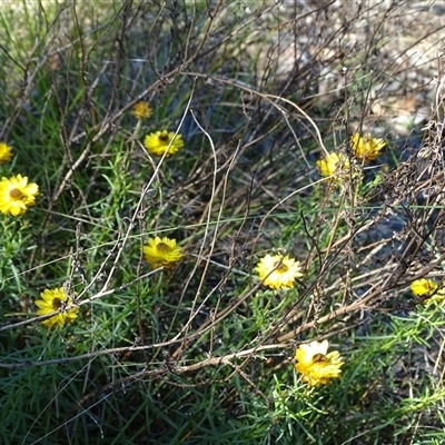 Xerochrysum viscosum (Sticky Everlasting) at Isaacs, ACT - 8 Dec 2024 by Mike