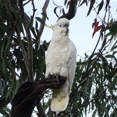 Cacatua galerita (Sulphur-crested Cockatoo) at O'Malley, ACT - 6 Dec 2024 by Mike