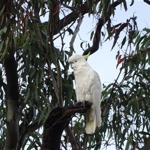 Cacatua galerita at O'Malley, ACT - 7 Dec 2024