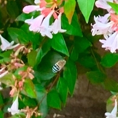 Amegilla sp. (genus) (Blue Banded Bee) at Macgregor, ACT - 15 Dec 2024 by Chorus