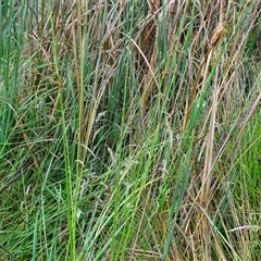 Juncus vaginatus at O'Malley, ACT - 6 Dec 2024 by Mike