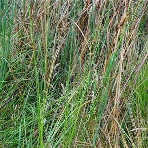 Juncus vaginatus (Clustered Rush) at O'Malley, ACT by Mike