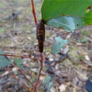 Psychidae (family) IMMATURE (Unidentified case moth or bagworm) at O'Malley, ACT by Mike