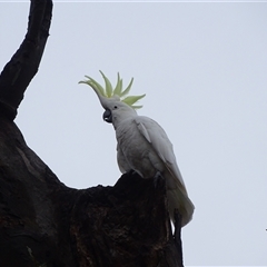 Cacatua galerita (Sulphur-crested Cockatoo) at O'Malley, ACT - 7 Dec 2024 by Mike