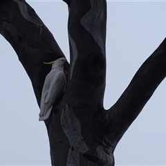 Cacatua galerita at O'Malley, ACT - 7 Dec 2024