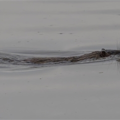 Hydromys chrysogaster (Rakali or Water Rat) at Fyshwick, ACT - 13 Dec 2024 by rawshorty