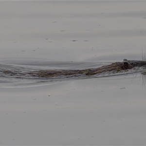 Hydromys chrysogaster (Rakali or Water Rat) at Fyshwick, ACT by rawshorty