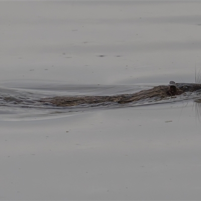 Hydromys chrysogaster (Rakali or Water Rat) at Fyshwick, ACT - 14 Dec 2024 by rawshorty