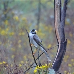 Manorina melanocephala (Noisy Miner) at O'Malley, ACT - 6 Dec 2024 by Mike