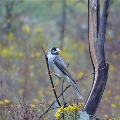 Manorina melanocephala (Noisy Miner) at O'Malley, ACT - 6 Dec 2024 by Mike