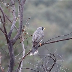 Manorina melanocephala at O'Malley, ACT - 7 Dec 2024 06:39 AM