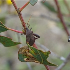 Amorbus (genus) (Eucalyptus Tip bug) at Symonston, ACT - 4 Dec 2024 by Mike