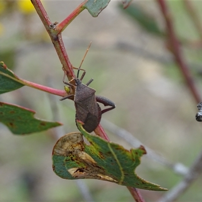 Amorbus (genus) (Eucalyptus Tip bug) at Symonston, ACT - 4 Dec 2024 by Mike