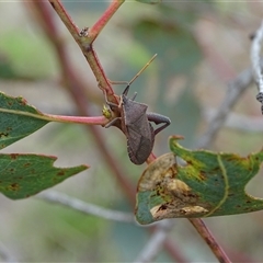 Amorbus (genus) at Symonston, ACT - 4 Dec 2024 12:12 PM