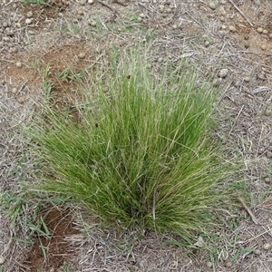 Nassella trichotoma (Serrated Tussock) at Symonston, ACT by Mike