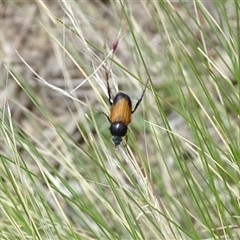 Phyllotocus navicularis (Nectar scarab) at Symonston, ACT - 4 Dec 2024 by Mike