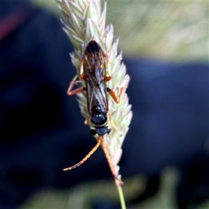 Batozonellus vespoides at Googong, NSW - suppressed