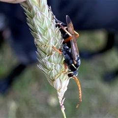 Batozonellus vespoides at Googong, NSW - suppressed