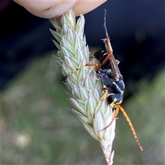 Batozonellus vespoides at Googong, NSW - suppressed