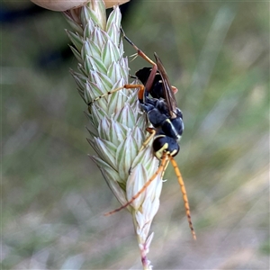 Batozonellus vespoides at Googong, NSW - suppressed