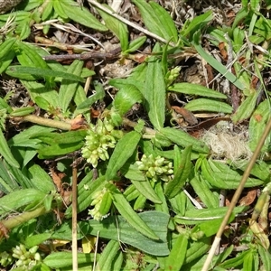 Persicaria prostrata at Symonston, ACT - 4 Dec 2024