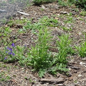 Dittrichia graveolens (Stinkwort) at Symonston, ACT by Mike