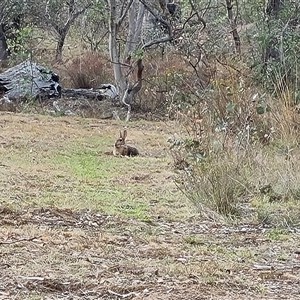 Oryctolagus cuniculus at Symonston, ACT - 3 Dec 2024