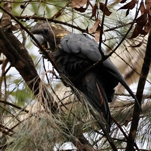 Calyptorhynchus lathami lathami at Moruya, NSW - suppressed